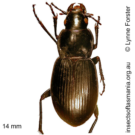 Species image
