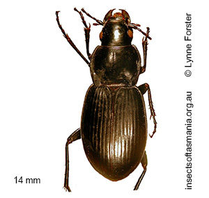 Calyptogonia atra occidentalis