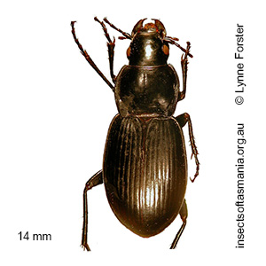 Calyptogonia atra occidentalis