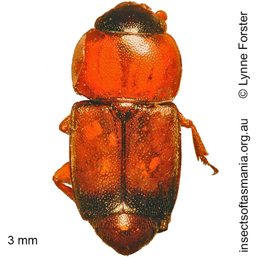 Species image