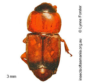Carpophilus TFIC sp 03