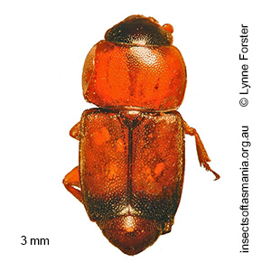 Carpophilus TFIC sp 03