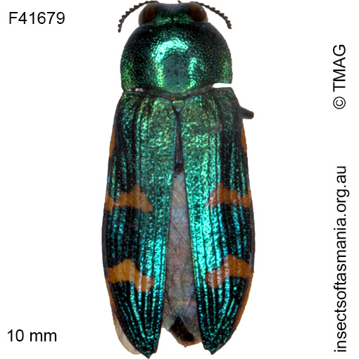 Species image