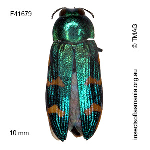 Castiarina dimidiata