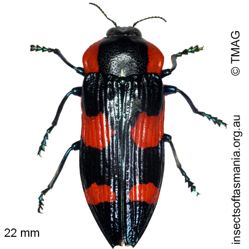 Species image