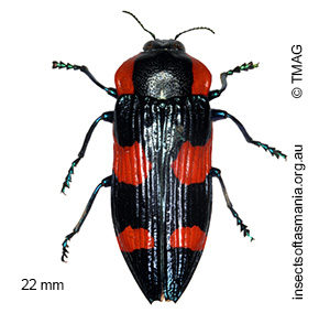 Castiarina erythromelas