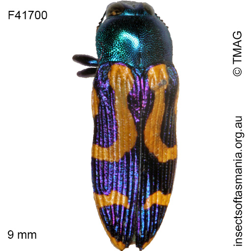 Species image