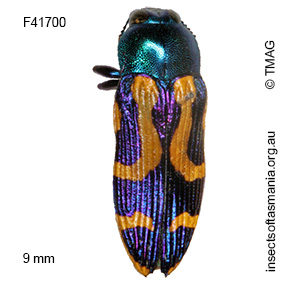 Castiarina flavopicta