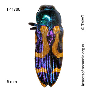 Castiarina flavopicta