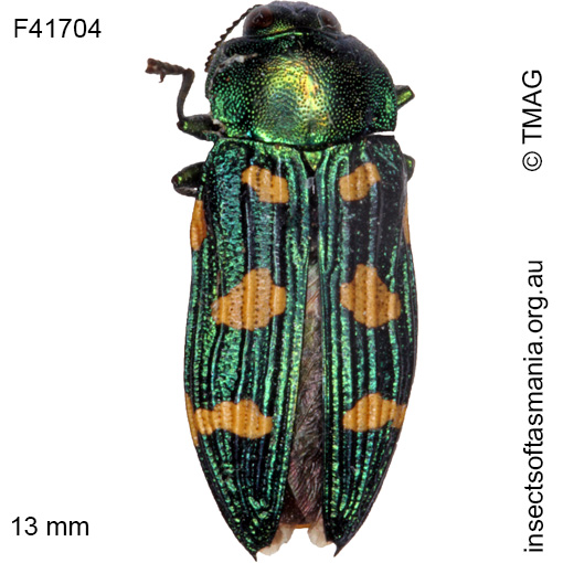 Species image
