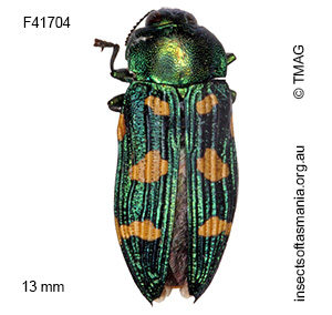 Castiarina insculpta