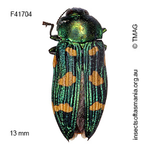 Castiarina insculpta