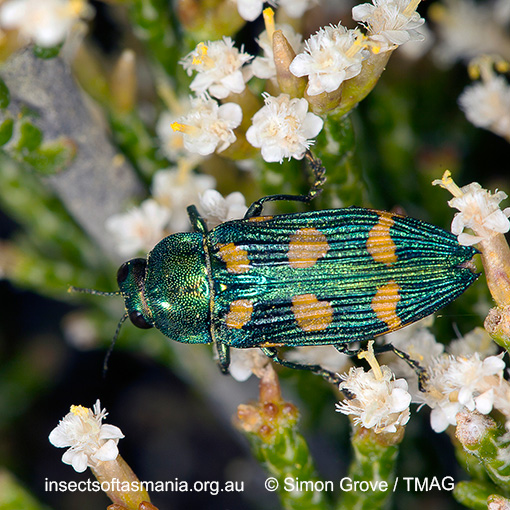 Species image