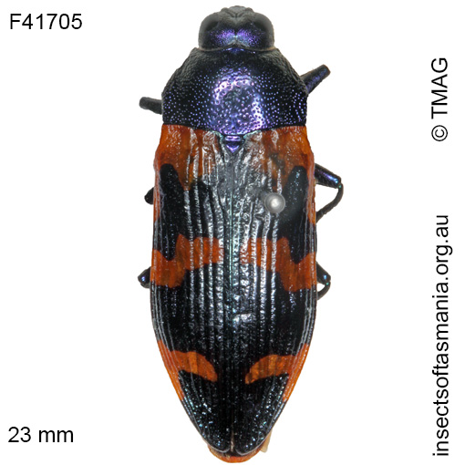 Species image
