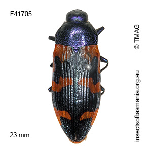 Castiarina insularis