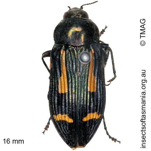 Species image