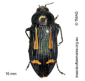Castiarina jubata