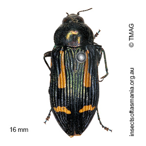 Castiarina jubata