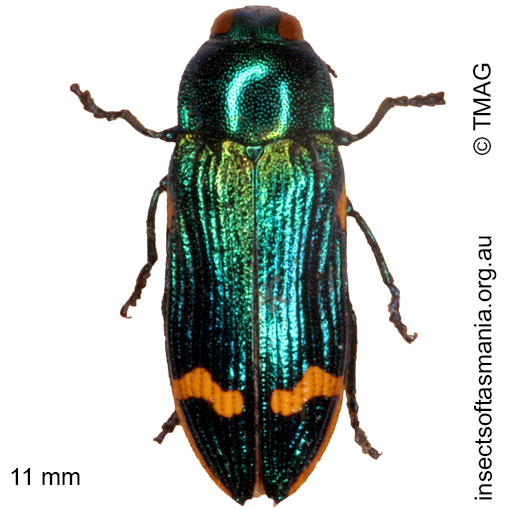 Species image