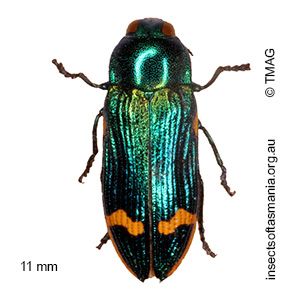 Castiarina leai