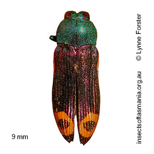 Castiarina ocelligera