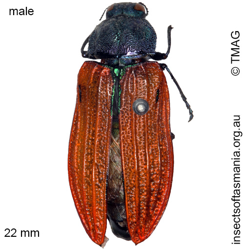 Species image