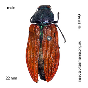 Castiarina rudis