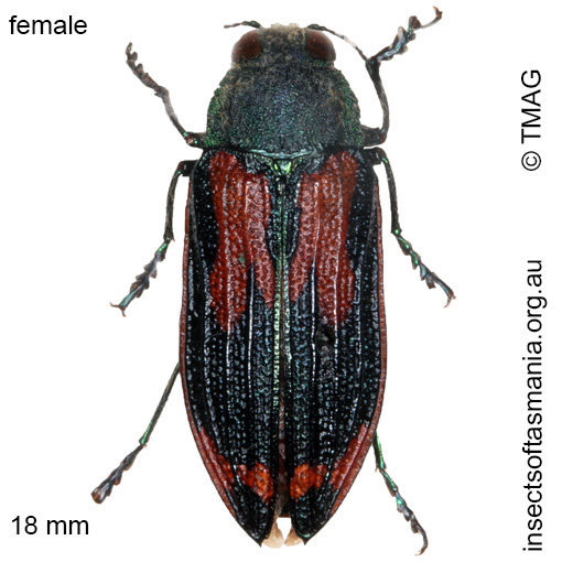 Species image