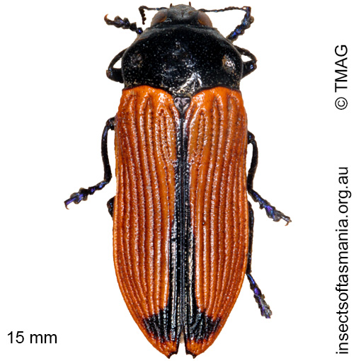 Species image