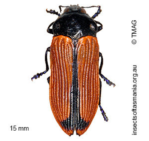 Castiarina rufipennis