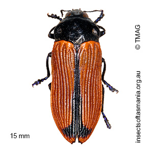 Castiarina rufipennis