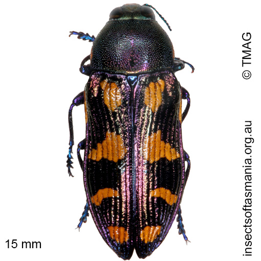 Species image