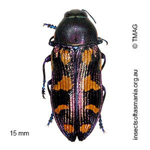 Castiarina tasmaniensis