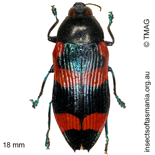 Species image