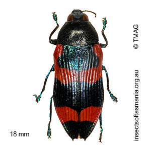 Castiarina thomsoni