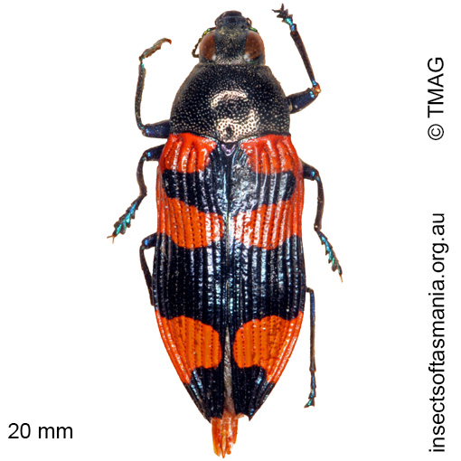 Species image