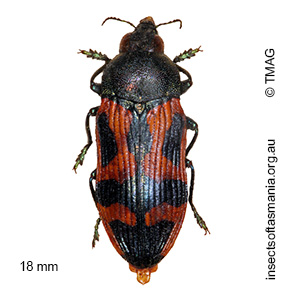 Castiarina undulata