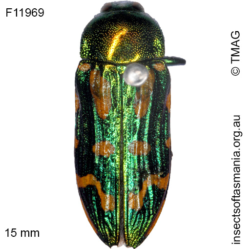 Species image