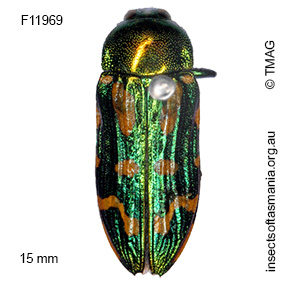 Castiarina virginea