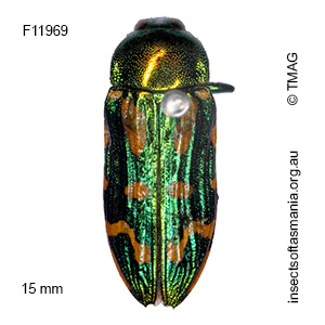 Castiarina virginea