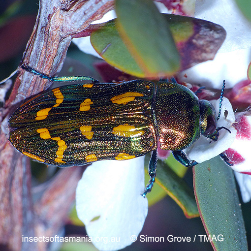 Species image