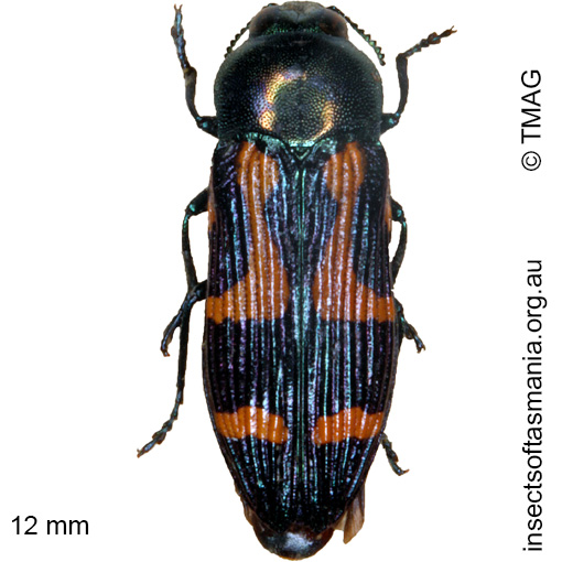 Species image