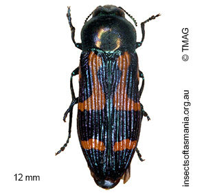 Castiarina wilsoni