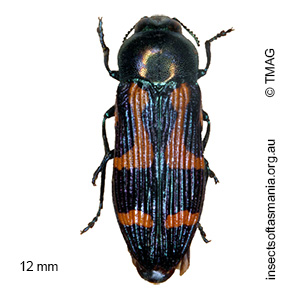 Castiarina wilsoni