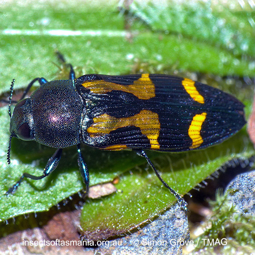 Species image