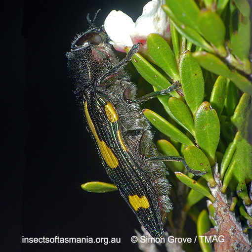Species image