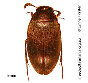 Catoposchema tasmaniae