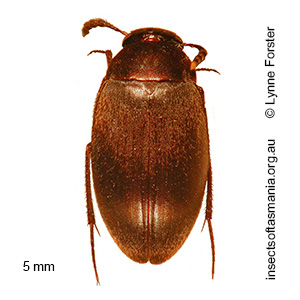 Catoposchema tasmaniae