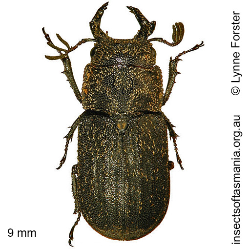 Species image
