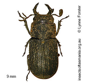 Ceratognathus niger